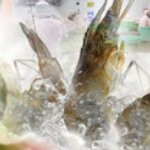 Penjualan Udang CP Prima Capai Rp 2,395 Triliun